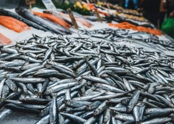 Hamsi Fiyatları Dip Yaptı! Kilosu 120 TL