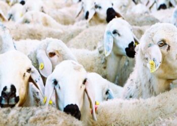 Yetiştiriciler İçin Küçükbaş Hayvan Desteği Başlıyor